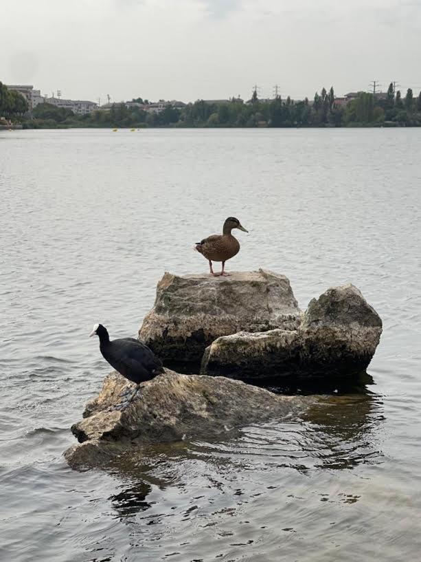 Vue Exceptionnelle Sur Le Lac Créteil Eksteriør bilde